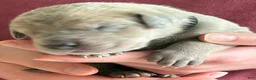 Great Dane dogs for sale: Black - Ad 4