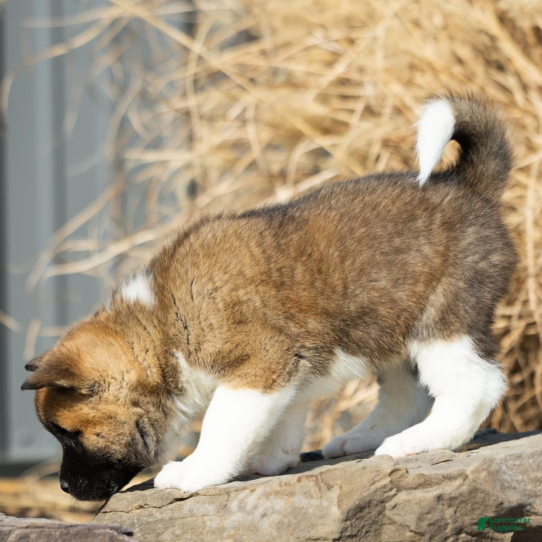 Akita dogs for sale: Fynn Akita Puppy  - Ad 2