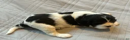 Cavalier King Charles Spaniel dogs for sale: Cavalier King Charles Spaniel 2 - Ad 5