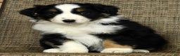 Miniature Australian Shepherd dogs for sale: Clove - Ad 1