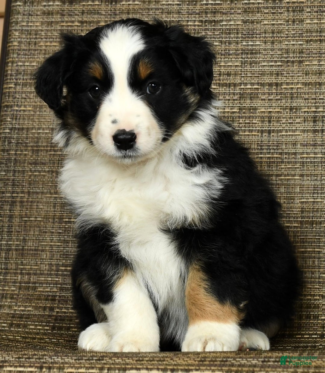 Miniature Australian Shepherd dogs for sale: Clove - Ad 1