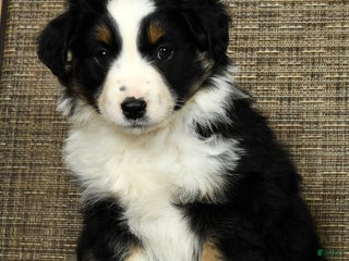 Miniature Australian Shepherd dogs Clove - Ad 17