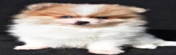 Pomeranian dogs for sale: Indie - Ad 9