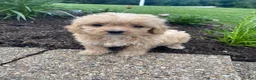 Cavapoo dogs for sale: Bruno - Ad 6