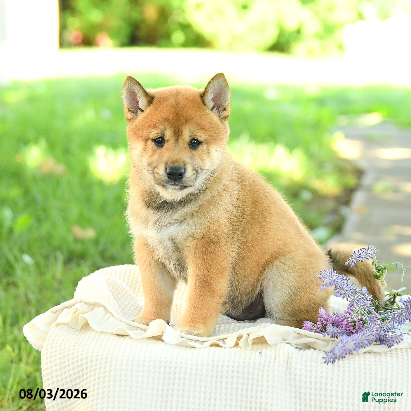 Shiba Inu dogs Slate - Ad 1