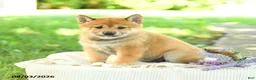 Shiba Inu dogs for sale: Slate - Ad 1