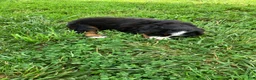 Bernese Mountain Dog dogs for sale: Blue collar- Bocephus - Ad 4