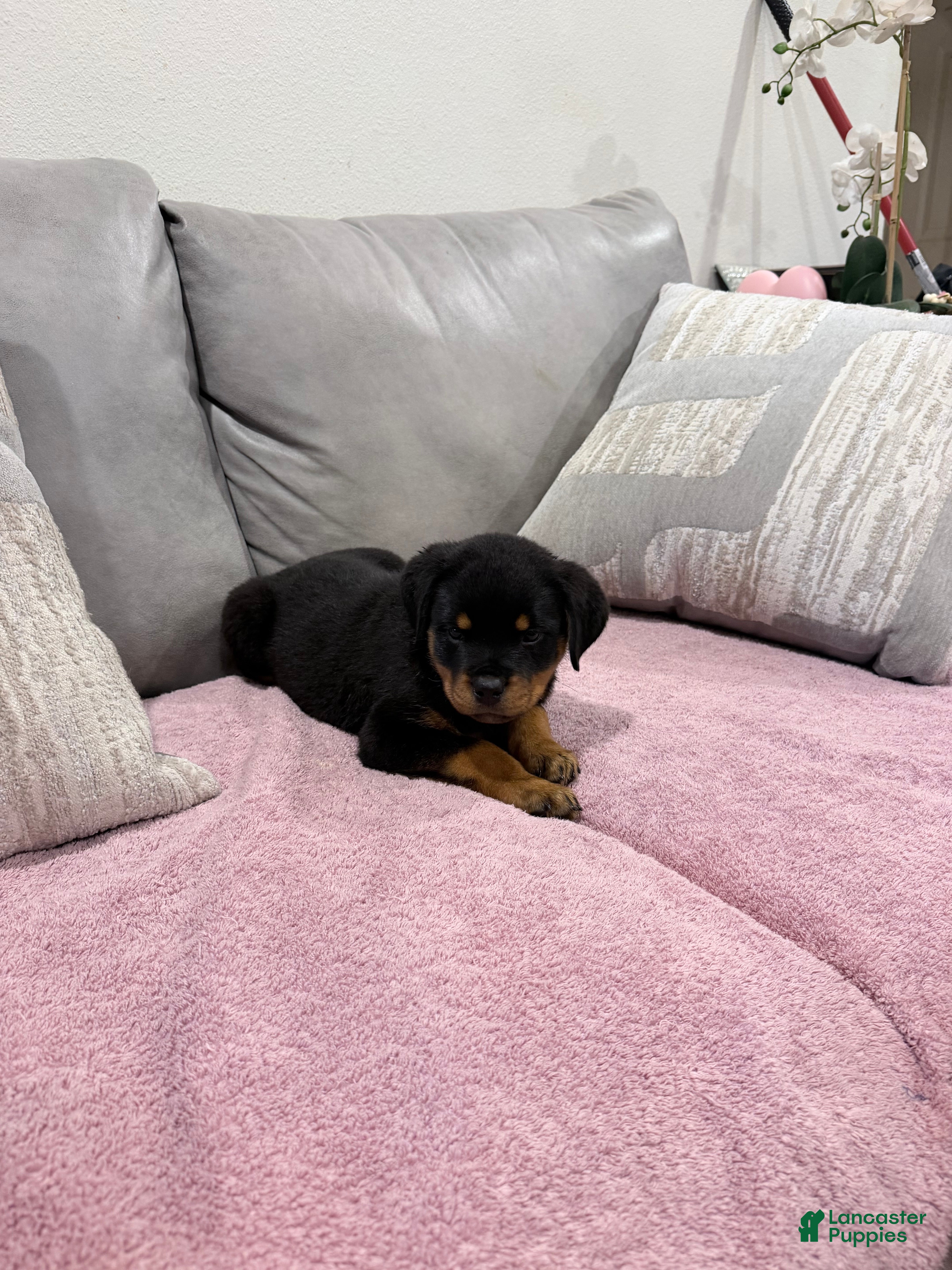 Rottweiler dogs Rottweiler Puppy 3 - Ad 16