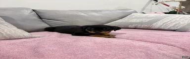Rottweiler Puppy 3