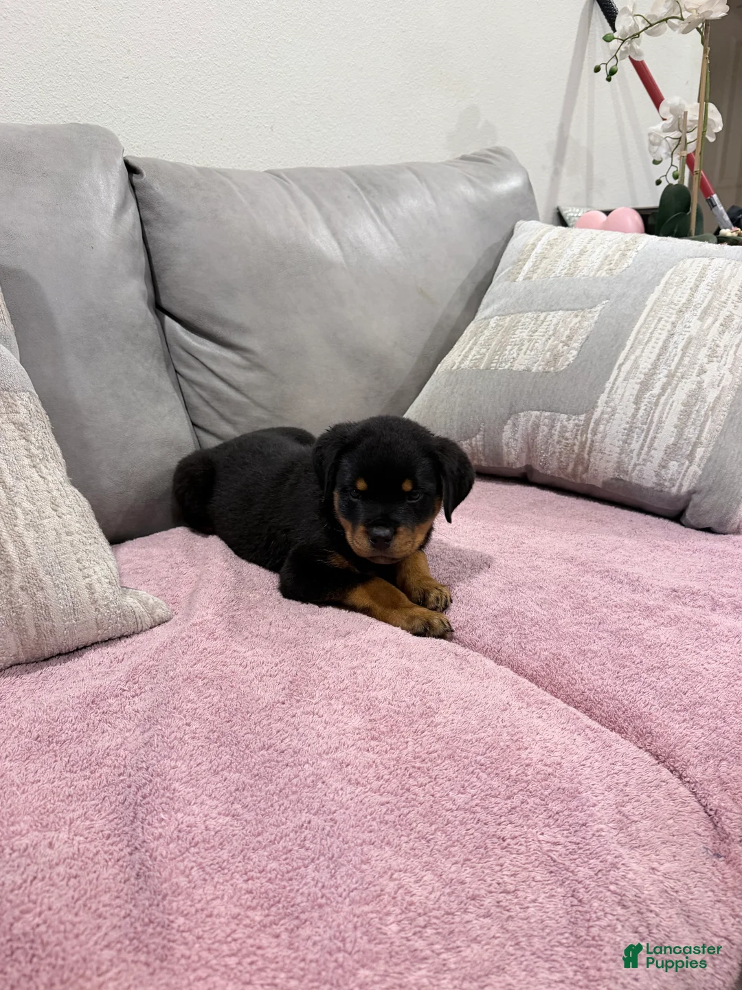 Rottweiler dogs for sale: Rottweiler Puppy 3 - Ad 1
