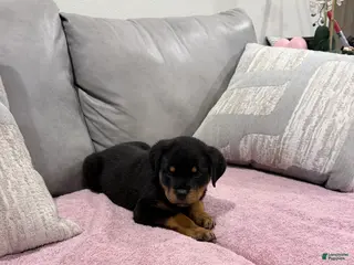 Rottweiler dogs for sale: Rottweiler Puppy 3 - Ad 4