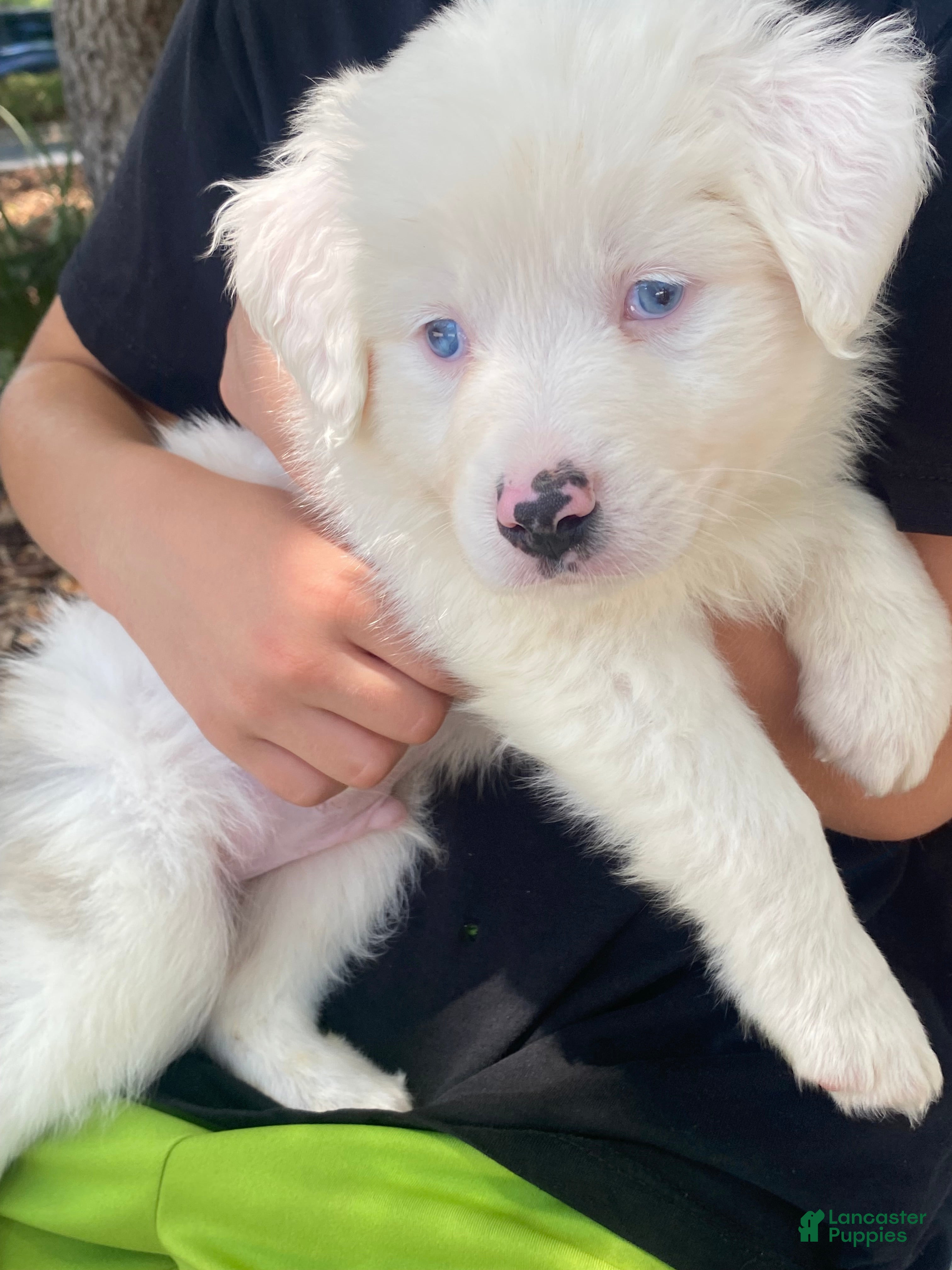 Australian Shepherd dogs for sale: Churchy Winston - Ad 2