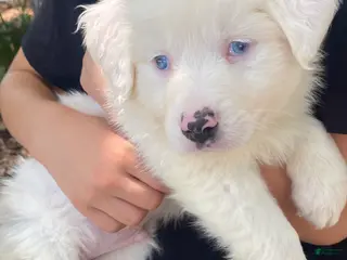 Australian Shepherd dogs for sale: Churchy Winston - Ad 2