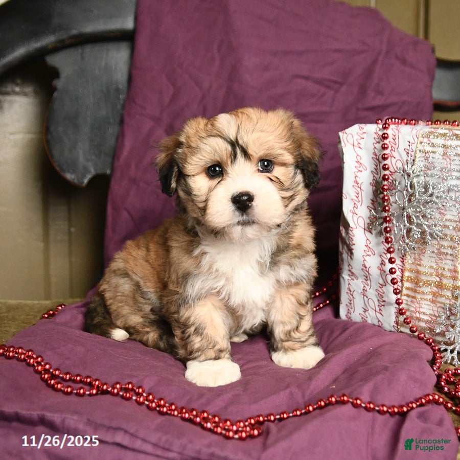 Havanese dogs Chase - Ad 41