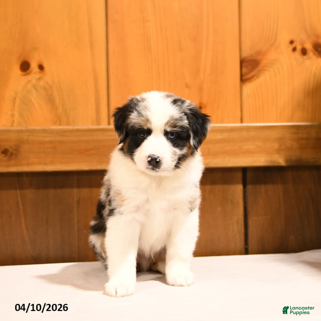 Miniature Australian Shepherd dogs for sale: Kenny - Ad 1