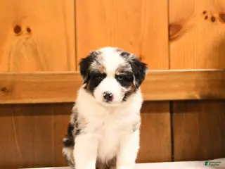 Miniature Australian Shepherd dogs for sale: Kenny - Ad 3
