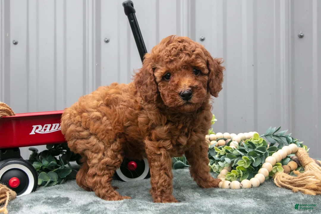 Toy Poodle dogs for sale: Parker - Ad 3