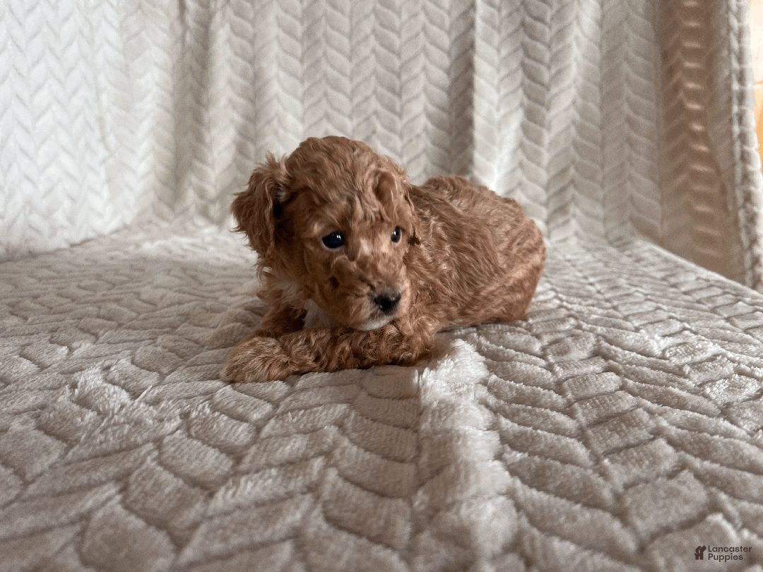 Toy Poodle dogs for sale: Grant - Ad 3