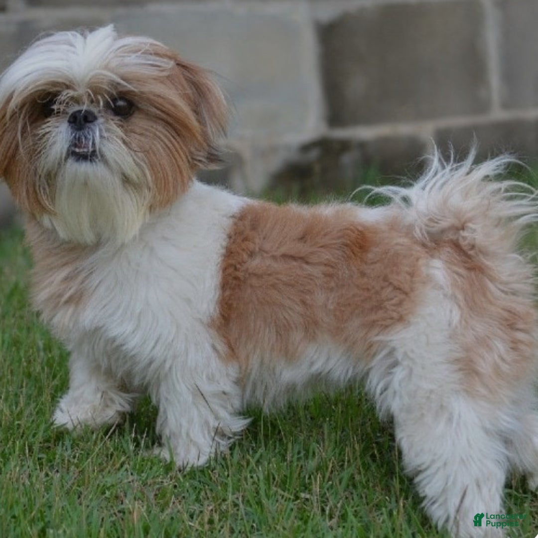 Shih Tzu dogs for sale: Girl Kylie - 8936 - Ad 5