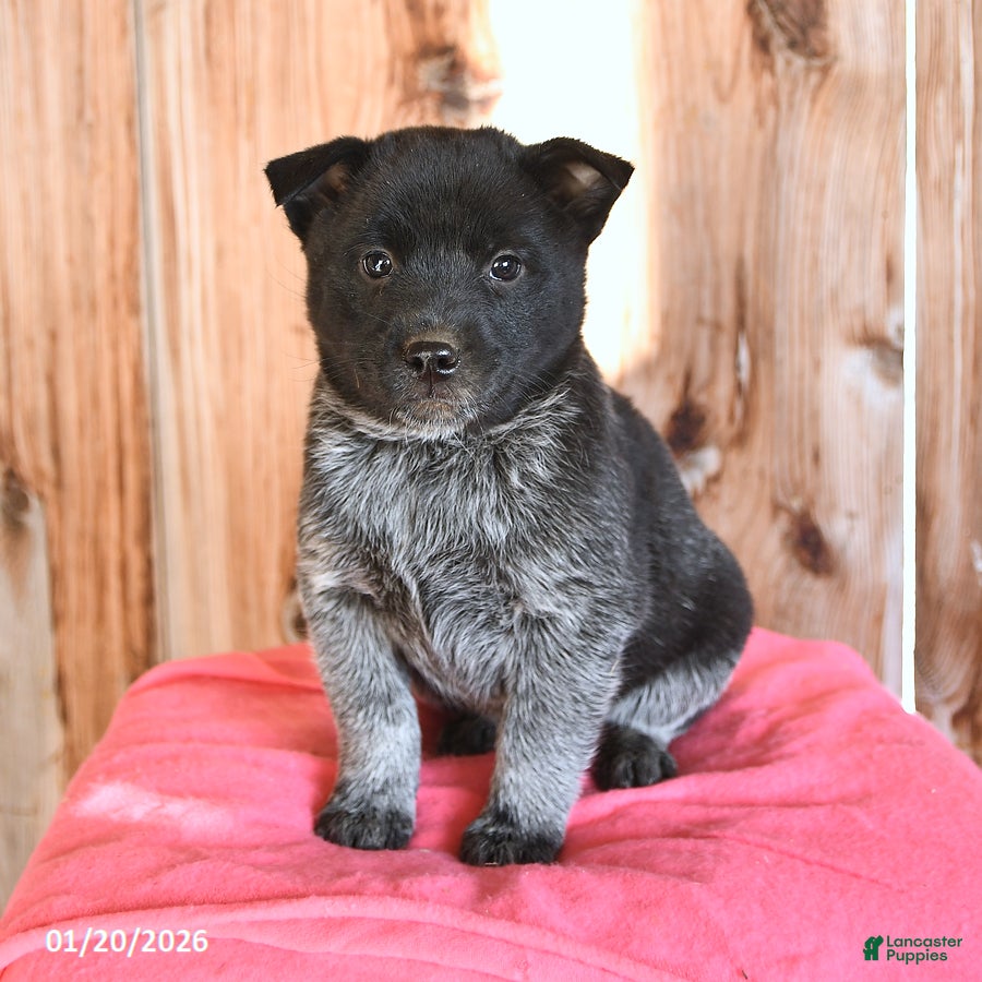 Australian Cattle Dog dogs Marty - Ad 17