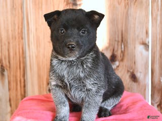 Australian Cattle Dog dogs Marty - Ad 8