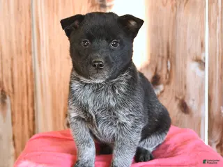 Australian Cattle Dog dogs Marty - Ad 20