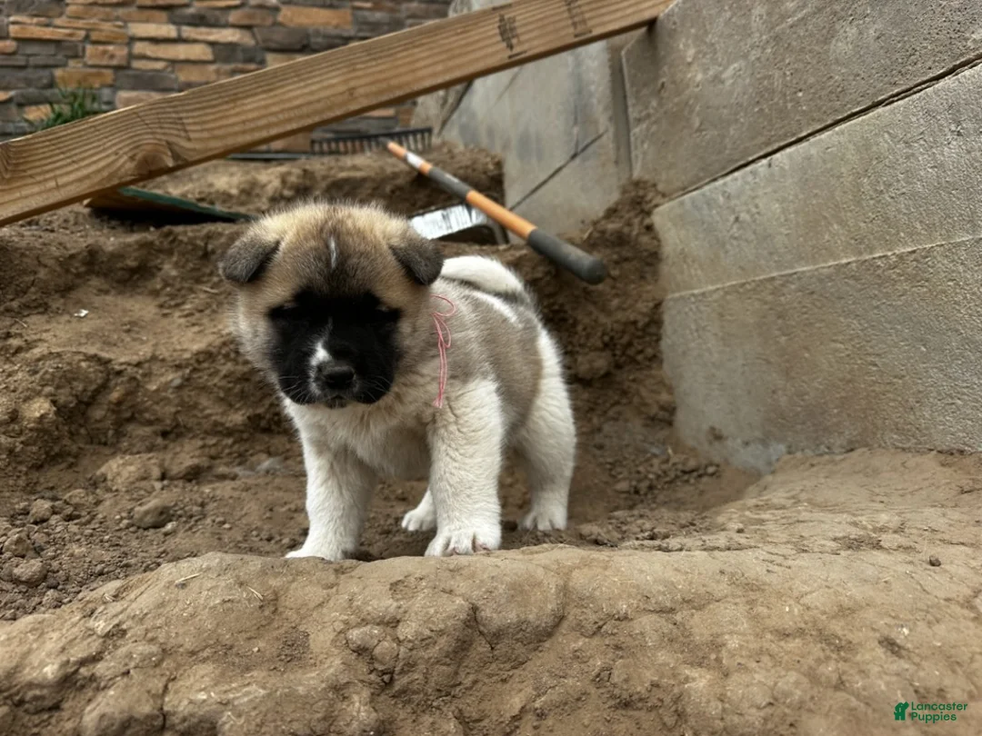 Akita dogs for sale: Rosie – Female - Ad 1