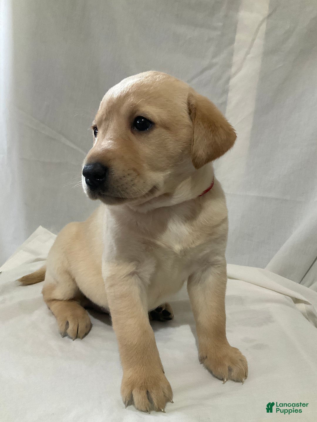 Labrador Retriever dogs for sale: Scarlett - Ad 2
