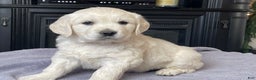 Golden Retriever dogs for sale: Gunner  - Ad 8