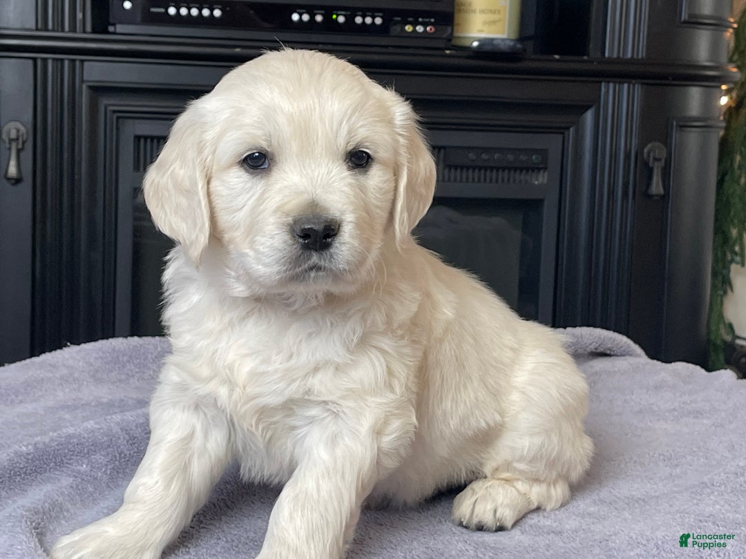 Golden Retriever dogs for sale: Gunner  - Ad 8