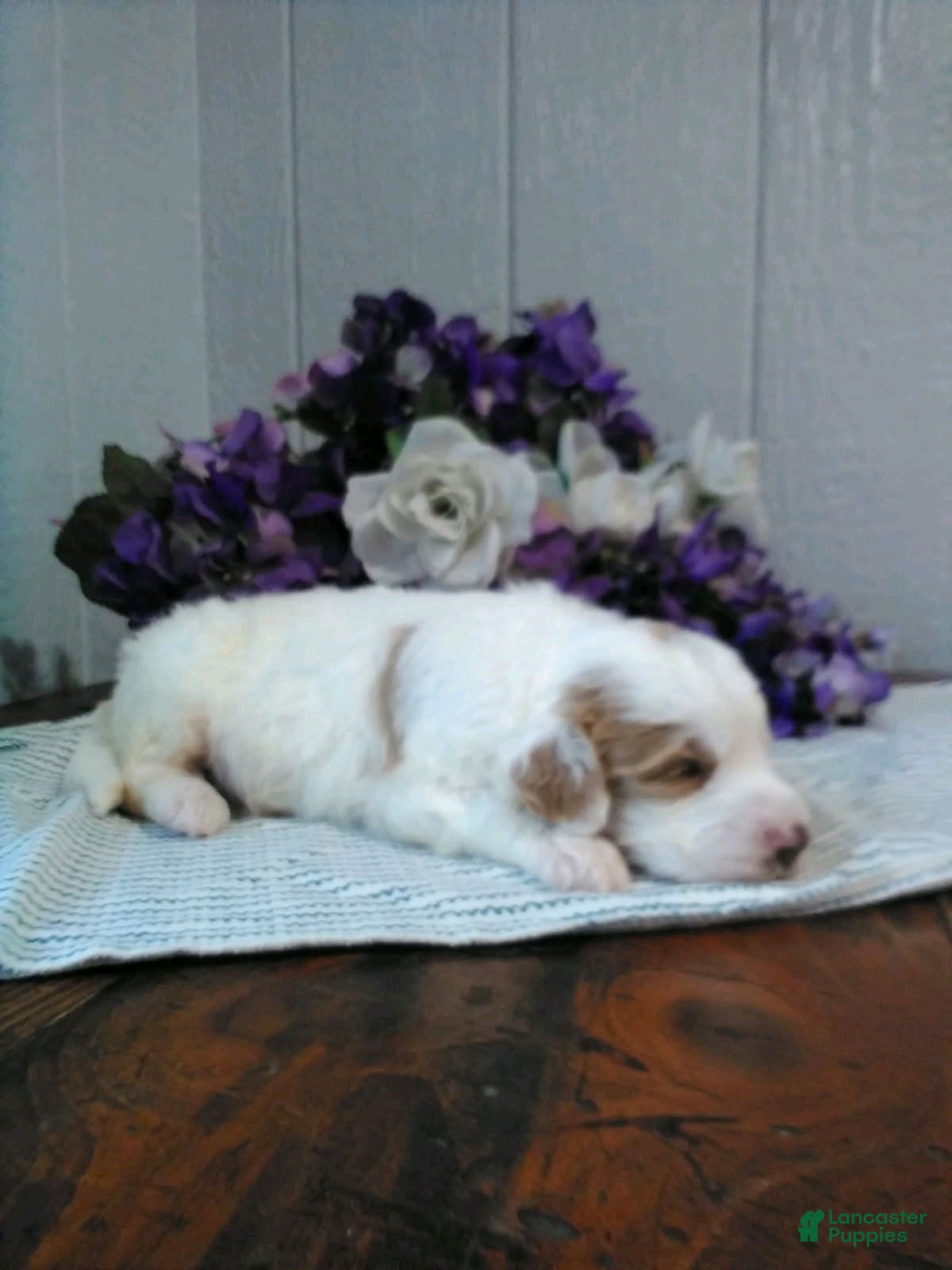 Mini Goldendoodle dogs for sale: Buster - Ad 2