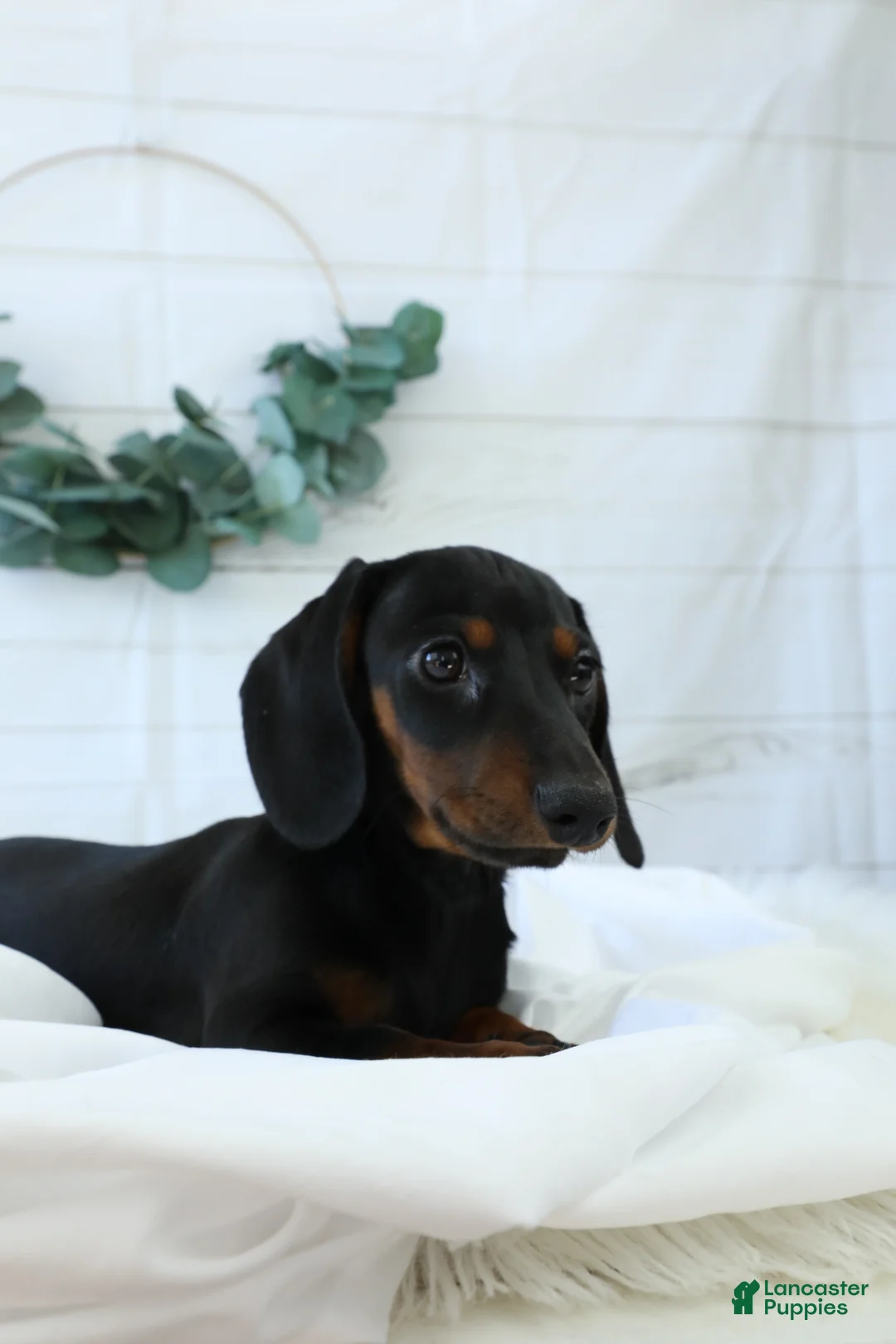 Miniature Dachshund dogs for sale: Bennett - Ad 4