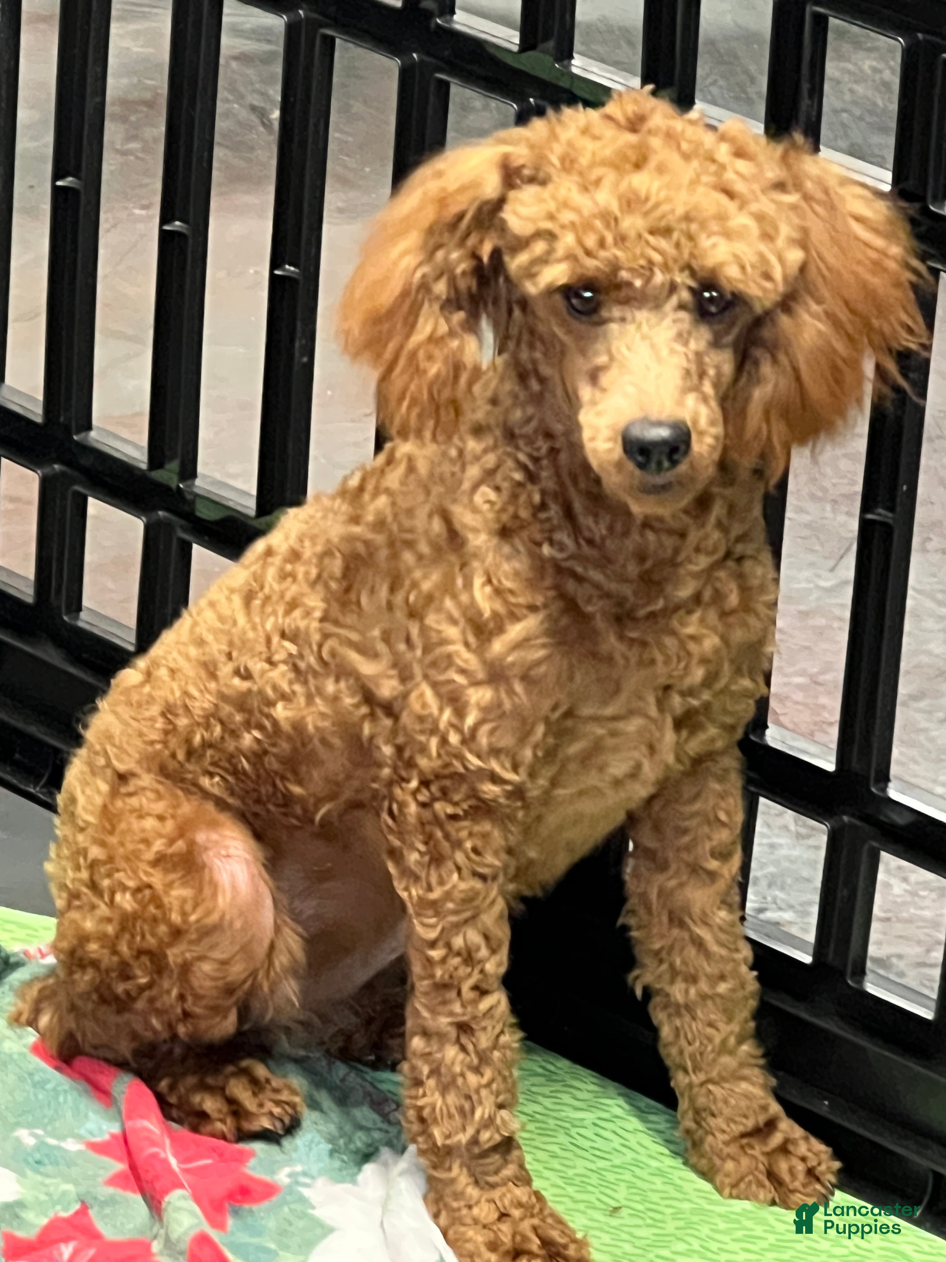 Miniature Poodle dogs Red Ruby - Ad 14