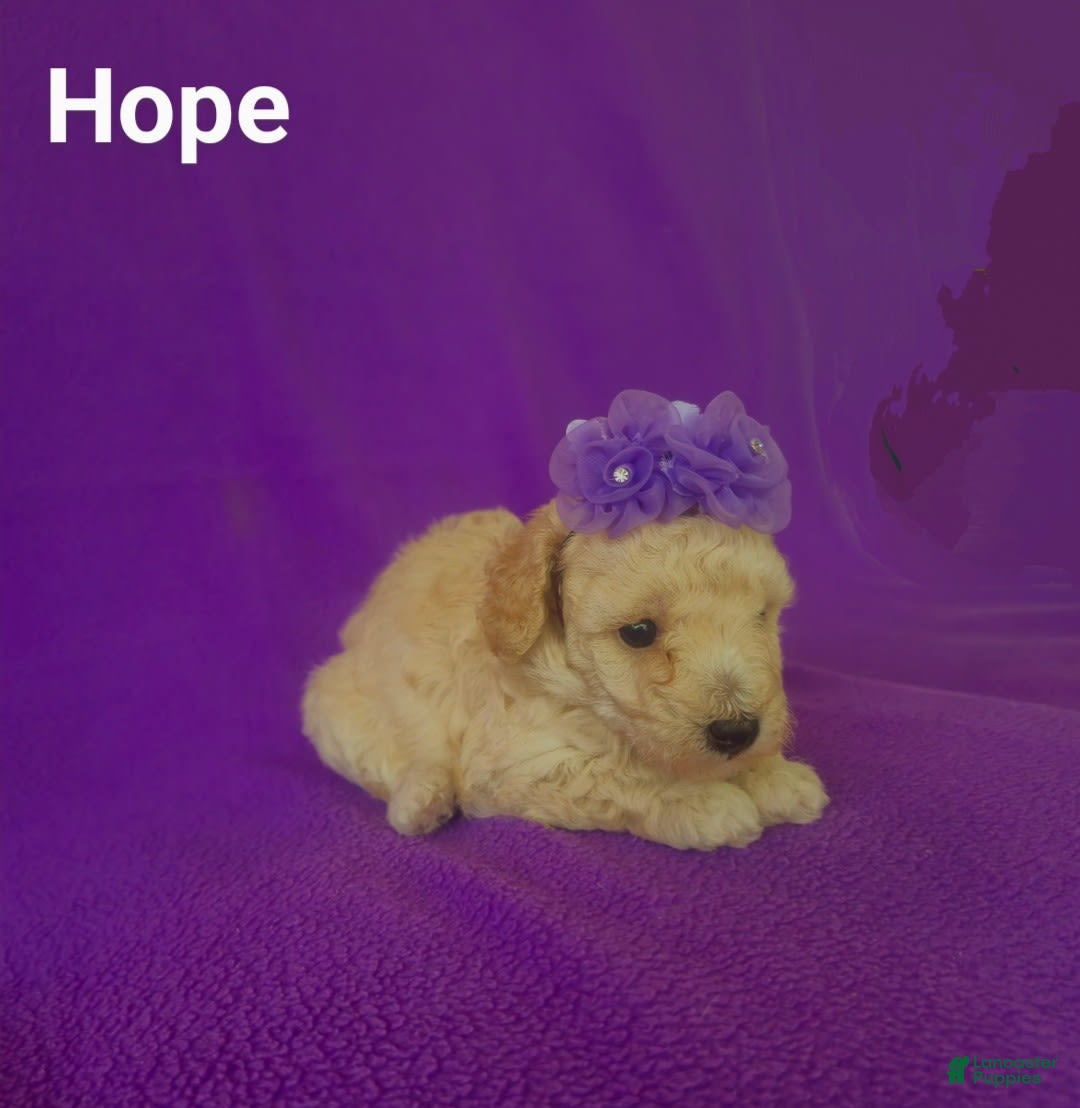 Toy Poodle dogs for sale: Hope - Ad 5