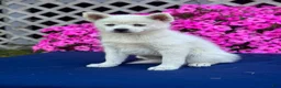 Pomsky dogs for sale: Sierra  - Ad 4