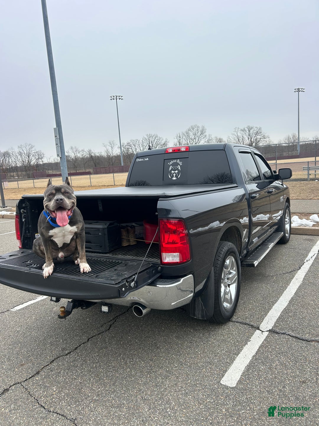 American Bully dogs for stud: KFK Ace  - Ad 8