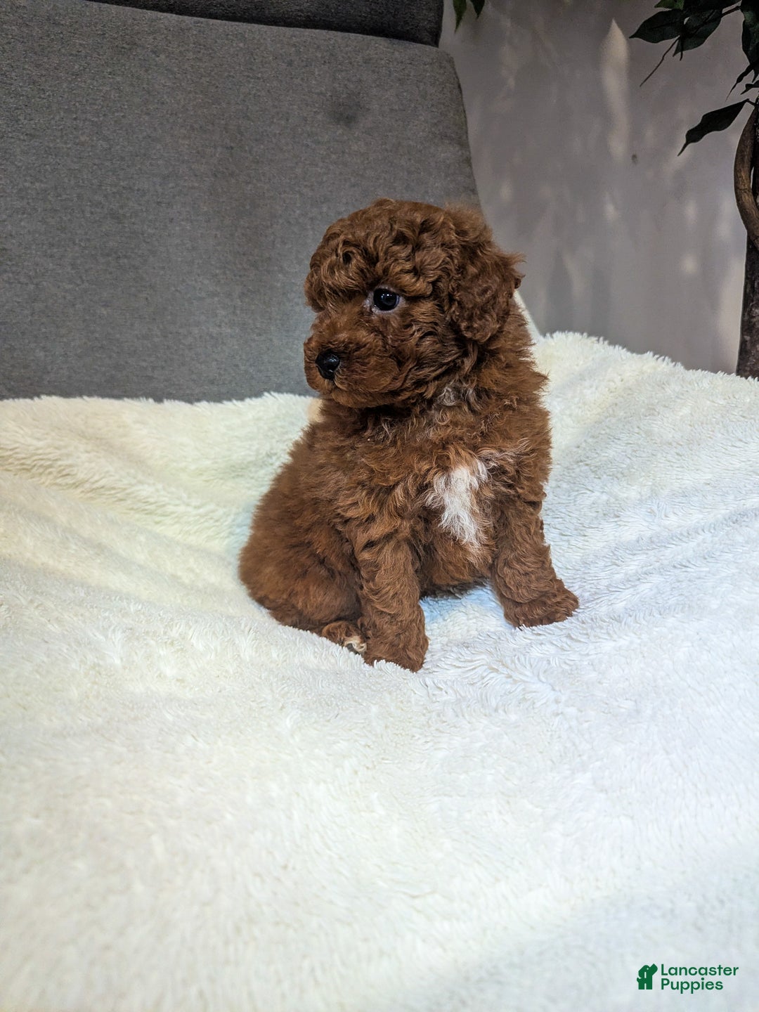 Toy Poodle dogs for sale: Gunner - Ad 4