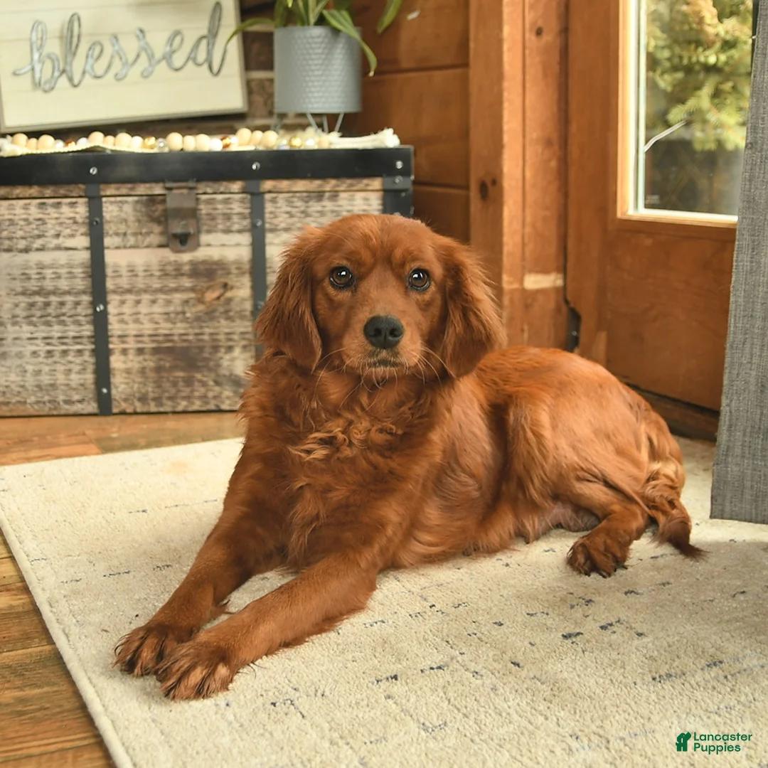 Mixed Breed dogs for sale: Otto  - Ad 6