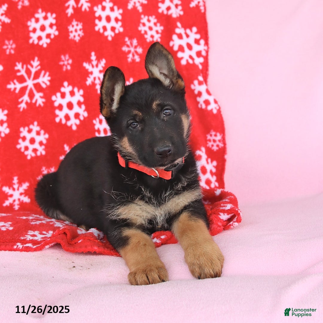 German Shepherd dogs for sale: Cindy - Ad 1