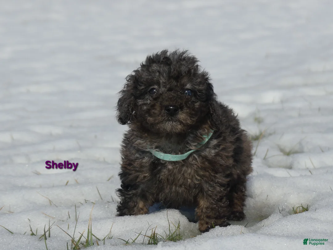 Miniature Poodle dogs for sale: Shelby - Ad 3