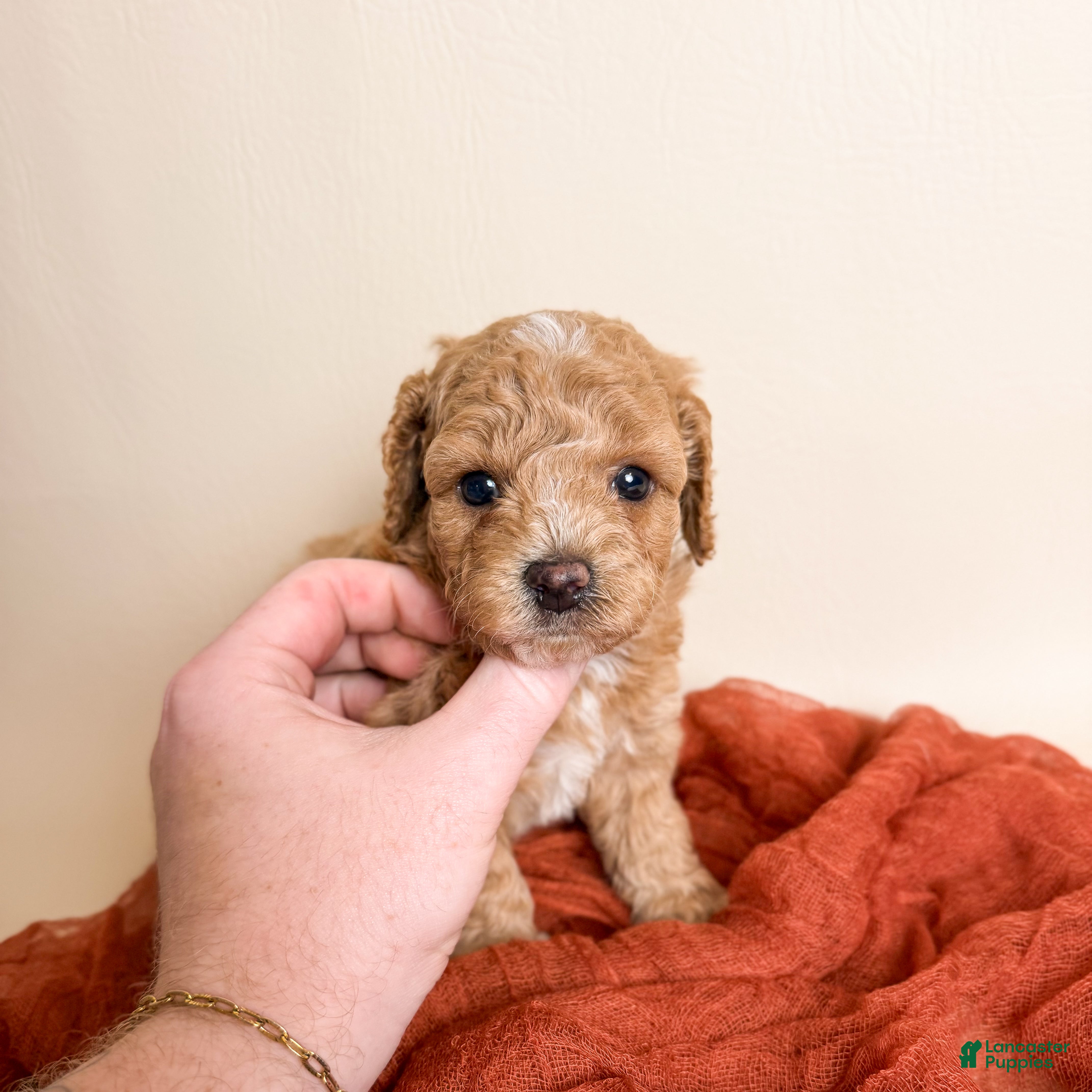 Miniature Poodle dogs for sale: Miniature Poodle 4 - Ad 2