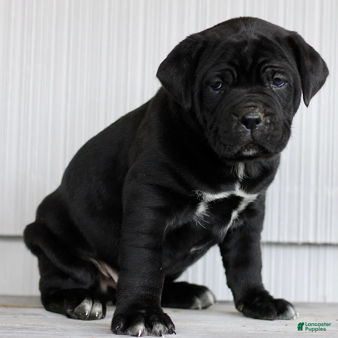 Cane Corso dogs for sale: Nix  - Ad 2