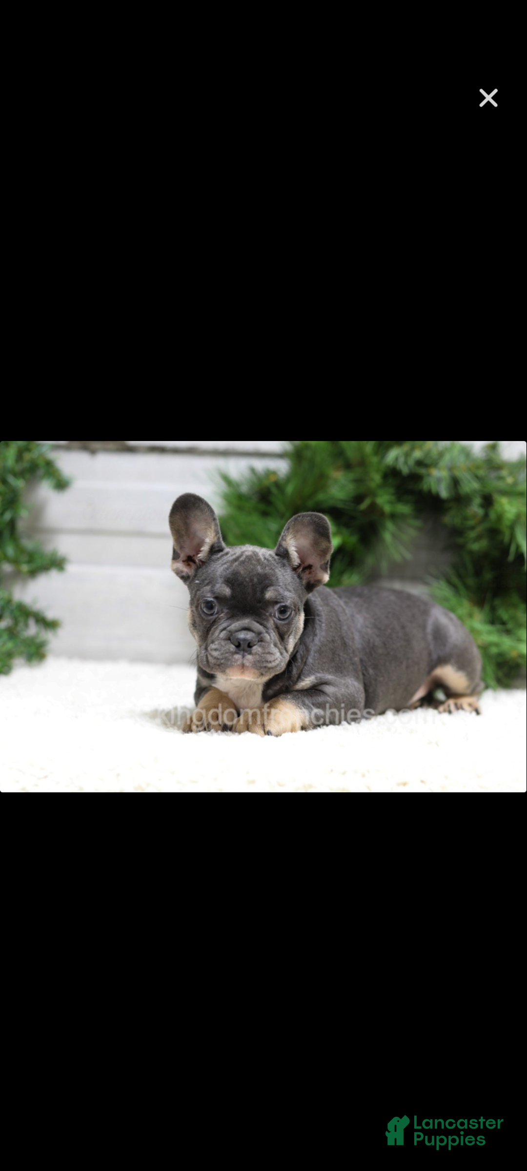French Bulldog dogs for sale: Jasper  - Ad 2