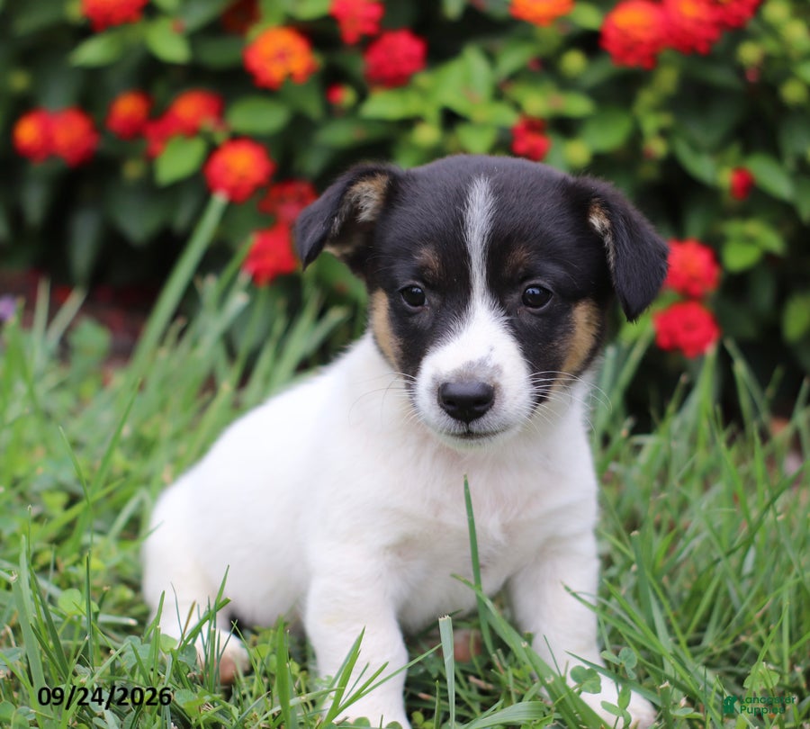 Mixed Breed dogs for sale: Oscar - Ad 1