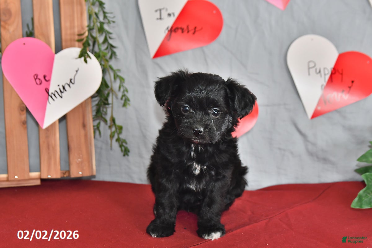 Mixed Breed dogs Eclipse - Ad 7