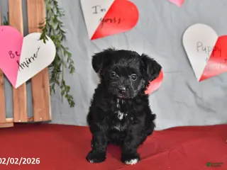 Mixed Breed dogs Eclipse - Ad 7