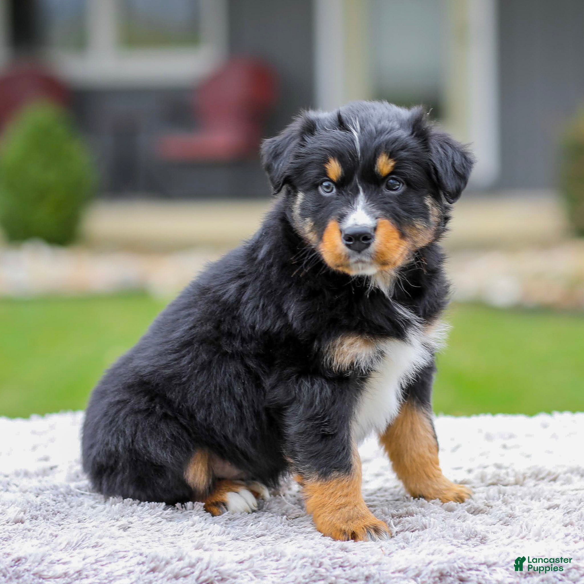 Australian Shepherd dogs Arney - Ad 2