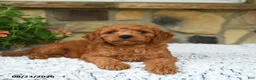 Mini Goldendoodle dogs for sale: Arty - Ad 5