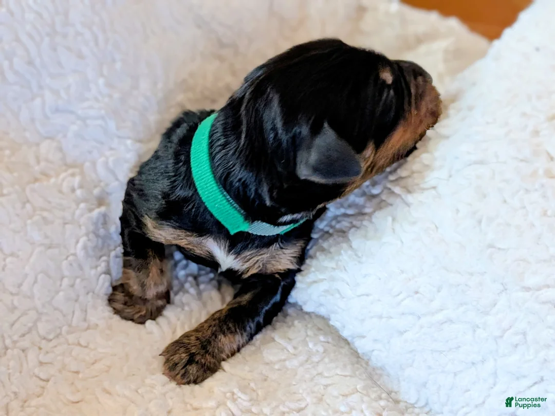 Mixed Breed dogs for sale: Goldador/Bernadoodle Puppy 6 - Ad 2