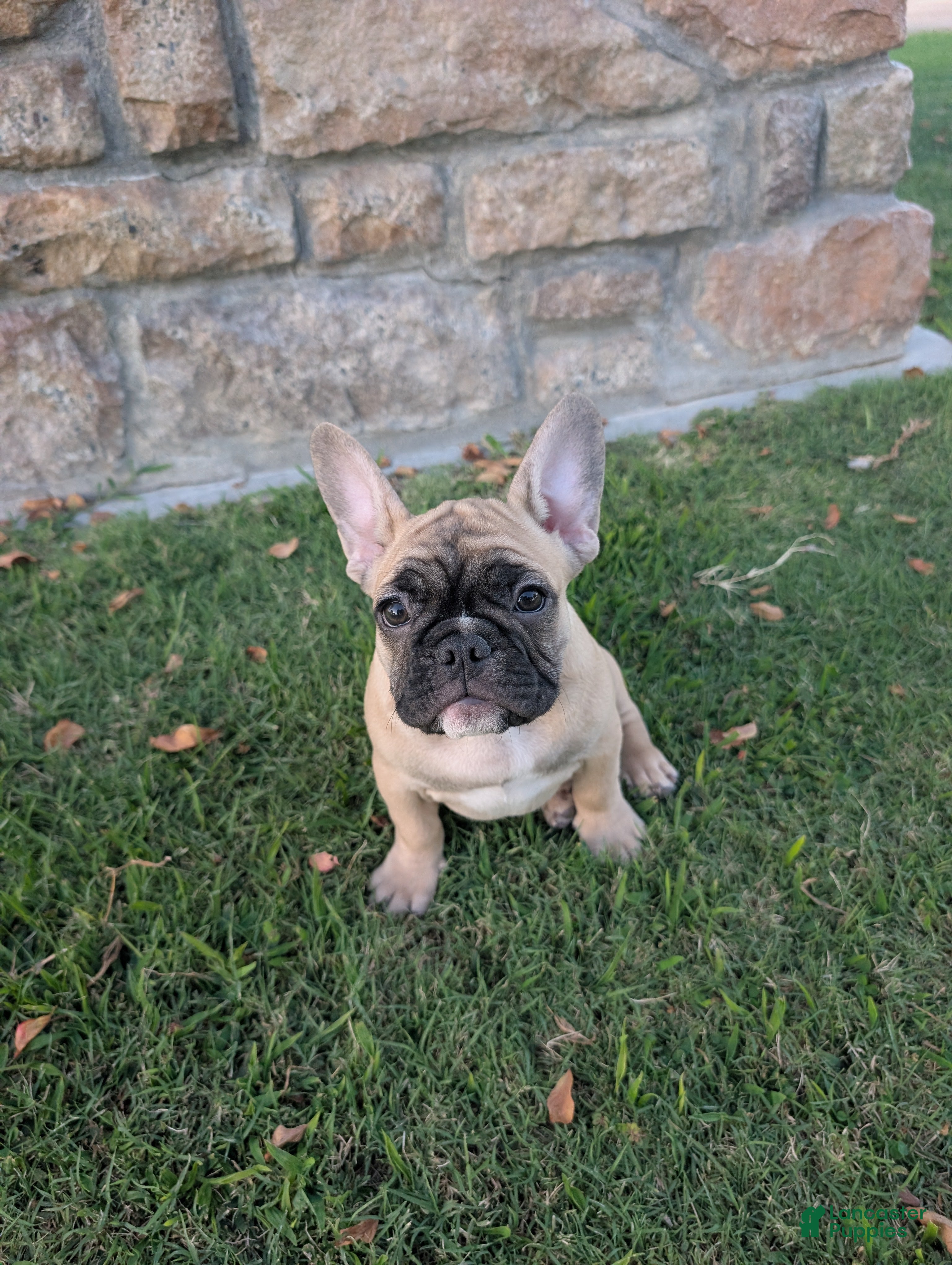 French Bulldog dogs French Bulldog Girl - Ad 36